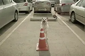 「泰国」感人广告-狗狗的报恩