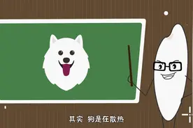 天热时狗为什么爱吐舌头？「米粒计划亲子百科系列第54集」视频封面