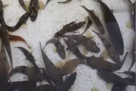 农民用这种方法养鱼，不买鱼缸不换水，学会的人每天都能吃鲜鱼！视频封面