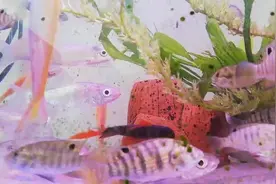 这些背鳍带黑点的小鱼是入侵物种吗，还会咬其他的鱼