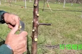 高手用电钻钻孔嫁接的方式，你见过没？有没有觉得很神奇？