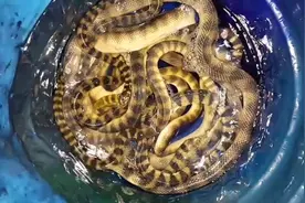10几条活蛇用高度白酒进行清洗，准备泡蛇酒，蛇的反应好激烈视频封面