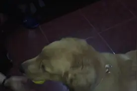 下雨天不能出去，为防止狗狗搞破坏，一家老小都在陪金毛玩捡球图片