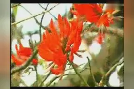 唢呐独奏-抬花轿图片