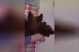 主人给小泰迪梳毛，把狗狗乐的跟主人吐舌头卖萌，怎么舒服怎么梳图片