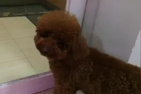 泰迪坚守厨房门口不肯走，我的罐头在里面呢，谁也别想偷吃图片