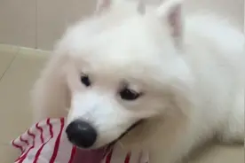 萨摩口水泛滥，主人临时自制口水巾，狗狗内心，好热我要开空调图片