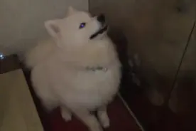 主人要带萨摩去洗澡，狗狗焦急等主人开门，主人门怎么还打不开呢图片