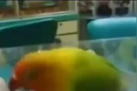 女孩出差，把鹦鹉留给男友，回来看到鹦鹉跟男友学的叫声脸都绿了视频封面