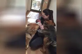 两条德牧第一次迎接小主人进门，狗狗真通人性，满满都是爱！图片