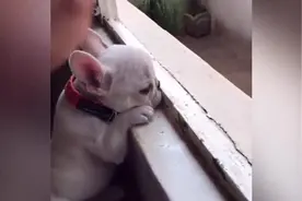 狗狗也有失落的时候，独自爬窗上，这是一种怎样的忧伤，失恋？