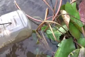 用塑料瓶子改装的地笼，扔到水里边，还真捕到不少好东西！图片