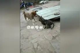 猫狗大战，喵星人发飙，你瞅啥瞅，瞅你咋滴图片