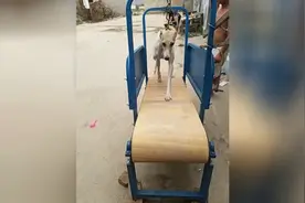 现在遛狗都用跑步机了图片