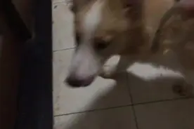 挑食狗狗不吃鱼皮左躲右躲，主人跟在后面哄着，终于肯给面子吃了图片