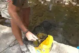 外国老伯用地笼捕鱼，水清澈见底就捕了些小鱼图片