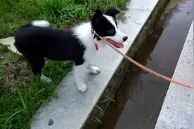 每个人都有过不去的坎，小边牧表示，我投降，咱们走别的路行吗图片