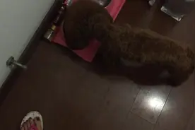 小泰迪被主人猛地一吓，不敢动了，这还让不让狗吃顿安生饭了啊图片