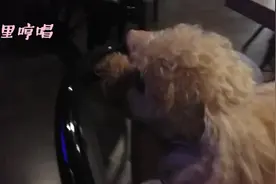 带狗狗去听现场音乐会，萌汪听得如此入神，看来音乐是不分种族的图片