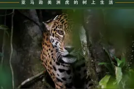 亚马逊美洲虎的树上生活图片