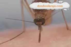 原来蚊子是这样吸血的，快来看凶手是如何作案的吧！图片