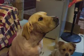 狗狗深情注视主人吃西瓜，就像一句成语说的那样，“望眼欲穿”图片