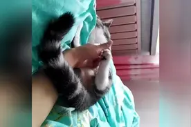 睡觉都不老实的猫咪，一定要抱着主人的手才睡视频封面