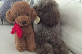 狗狗见到跟自己一模一样的玩具，瞬间嫌弃，这谁啊，长得这么丑图片