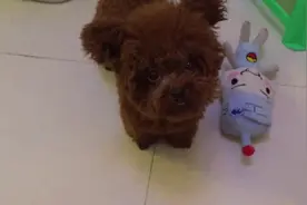 小泰迪看主人吃零食，口水都要出来了，急的上蹿下跳，求主人喂食图片