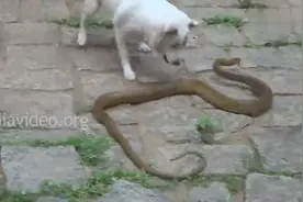 狗狗战大蛇，只有一个赢家！