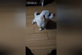 狗狗嫌主人唱歌太难听要离家出走，主银并不搭理，最后一幕太搞笑图片