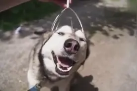 头部按摩器帮二哈按摩，一开始是拒绝的！按了几下之后停不下来视频封面