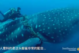 解救鲸鲨，与自然和谐相处图片