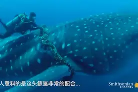 解救鲸鲨，与自然和谐相处图片