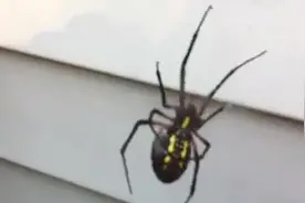 男子抓到一只马蝇，把它放到蜘蛛网上，看看会发生什么？图片