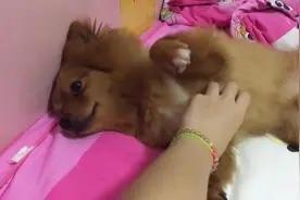 主人为撒娇狗狗按摩，小萌汪一躺下什么节操都没了，舒服的睡着了图片