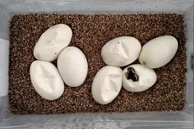 男子将蛇蛋一个个剪破，剥出还未出世的小蛇，蛇妈妈该伤心了图片