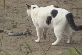 一只花猫将一条毒蛇活活拍死，速度之快！动作之娴熟！视频封面