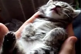 睡觉时做梦在动的小奶猫，简直萌化了图片