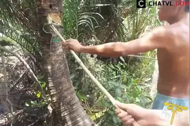 实拍越南人抓毒蛇过程，胆子可真大，光是看看就已经吓够呛了图片