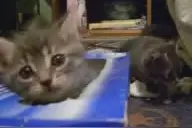 萌萌哒小猫钻进抽纸巾盒子不愿出来，当成金窝一样图片