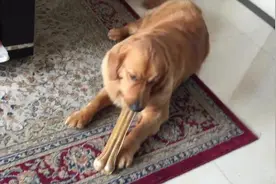 薄情大金毛啃骨头，看这小心翼翼的神色，是铁了心要躲着铲屎官图片