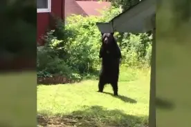 熊出没真实版图片