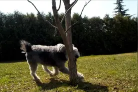 第190个被美国承认的犬种，波密犬，贵宾+雪纳瑞+贝灵顿合体图片