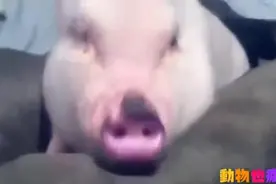 原来猪也可以这么可爱，迷你猪，宠物猪卖萌集锦图片