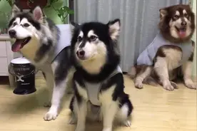 三只萌宠（阿拉斯加犬）的表演秀-酒鬼 笑喷了视频封面