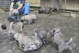 一群坎高犬小奶狗，肉乎乎的太好玩了，很难想象长大了会那么凶猛图片