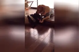 这两只狗狗太坏了，在主人面前秀恩爱!图片