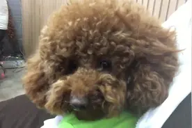 呆萌泰迪表示，这戏我是演不下去了，对着镜头傻笑太累人了图片