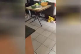天下奇闻：老鼠吓死猫！图片